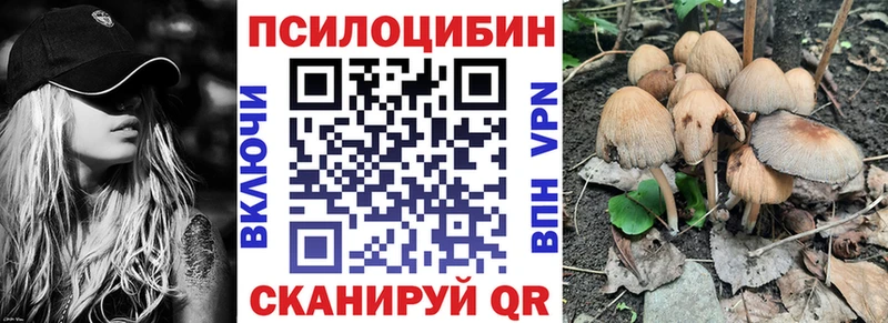 как найти Ессентуки Галлюциногенные грибы Psilocybine cubensis